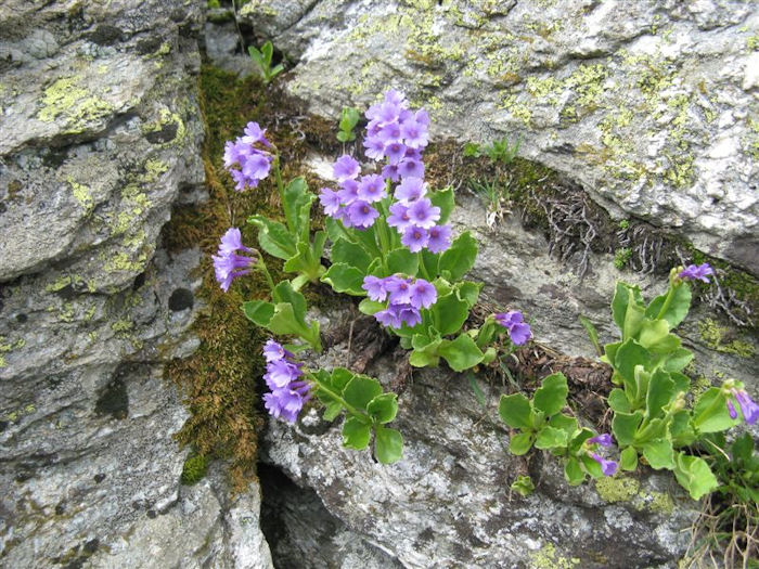 alpine flower